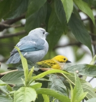 tanagers2