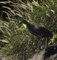 tigerheron