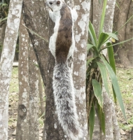 varigatedsquirrel