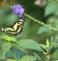 yellowbutterfly