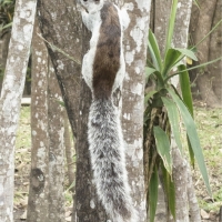 varigatedsquirrel