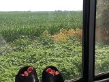 train10-illinoiscorn