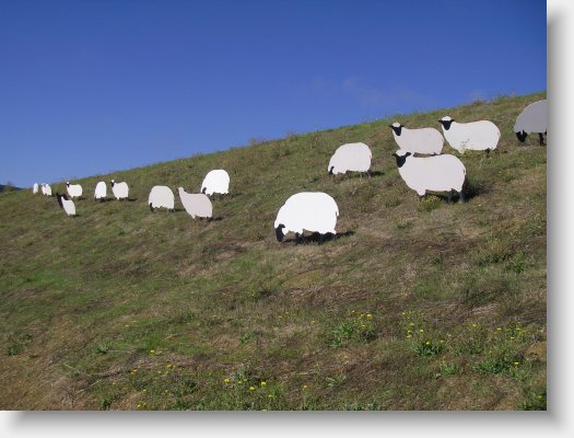 sheep2.JPG