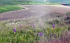 Ururi Farmland