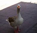 goose