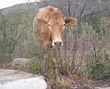 vaca1