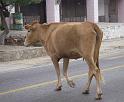 vaca3