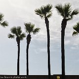 palmtrees