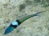Bluehead Wrasse again
