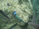 Bluehead Wrasse