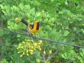 Hooded Oriole