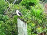 Mockingbird