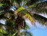 Palm Tree