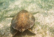 Sea Turtle