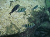 Sergeant Majors