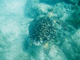 Spotty Turtle