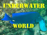 UNDERWATER