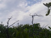 Where the Turkey Vulture was