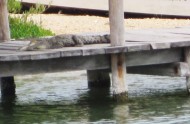 crocodile