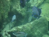 group swim