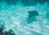 ray 2