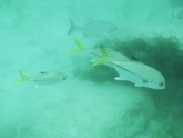 yellowtail-snapper