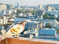 Well located but otherwise meh hotel in the old part of Chiang Mai.  The pigeon was my one and only visitor.