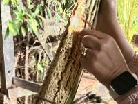 Picking baby coconuts for sugar