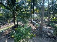 First excursion of the day:: a coconut plantation and factory