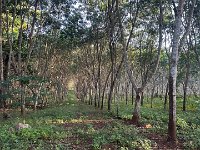 Two thousand latex trees here.