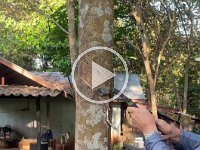 how the latex is 'milked' - he goes to each tree every three days...