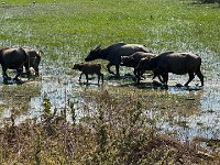 On the road again we pass a herd of Water buffalo...