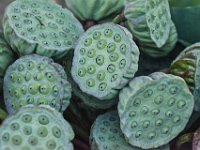Lotus Seedpods