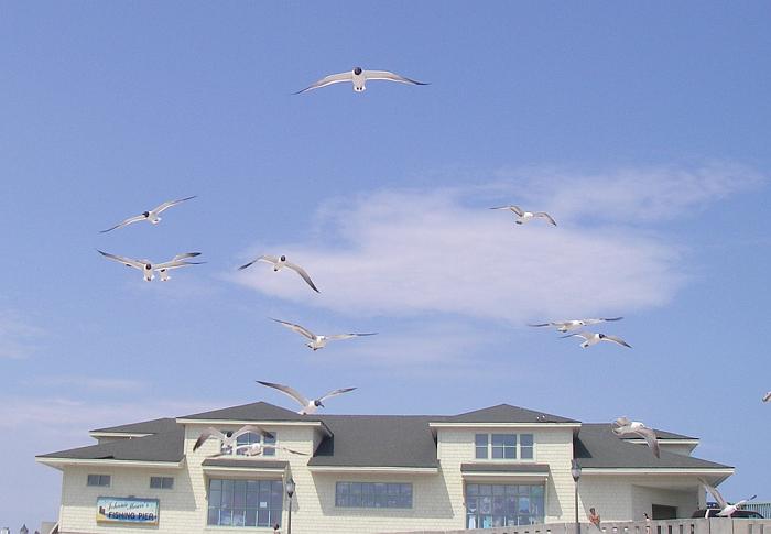 10gulls