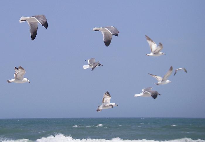 9gulls