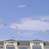 10gulls