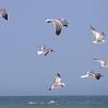 9gulls