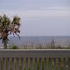 palmtree