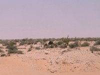 Camel spotting