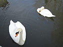 More swans