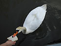 swan feeding