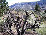 t_perspective.jpg - 13225 Bytes