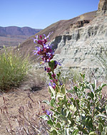 t_purplesage.jpg - 18307 Bytes
