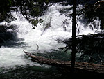 t_rogue02.jpg - 9237 Bytes