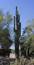 Saguaro Cactus