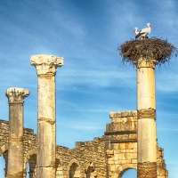 storksinantiquity