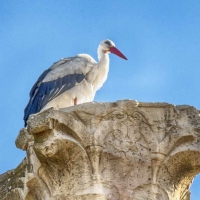 stork