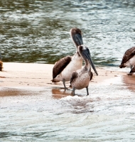 MonkeyRiverPelicans