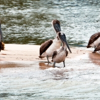 MonkeyRiverPelicans