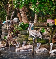 pelicans